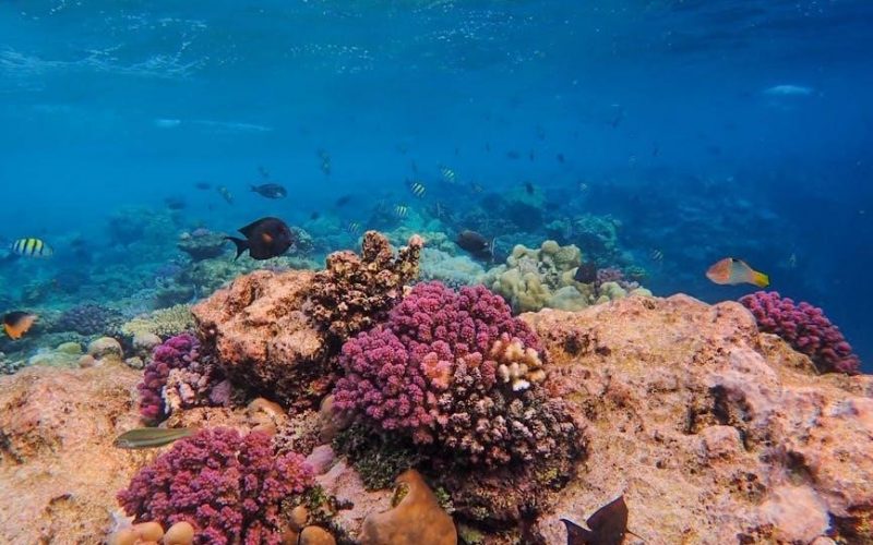 life the science of biology 12th edition pdf