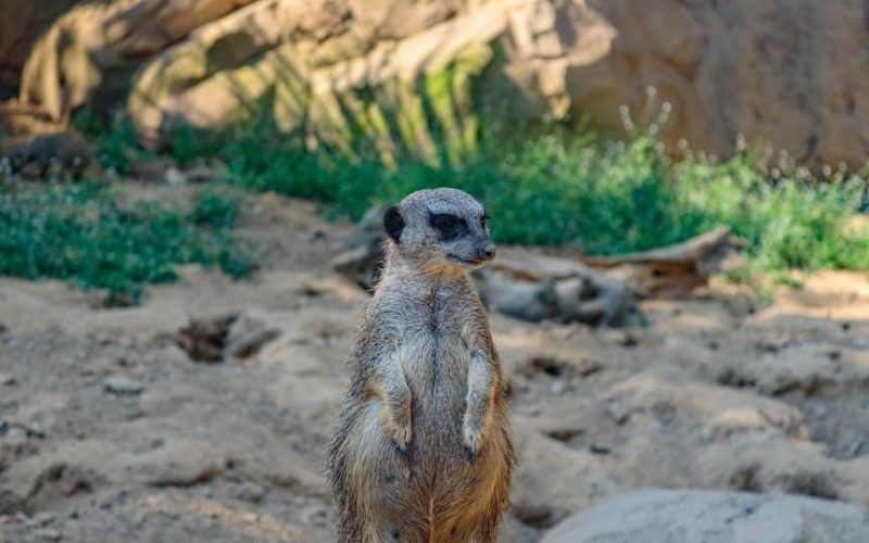 comfort sentry thermostat manual