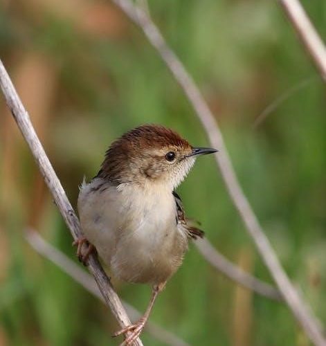 field guide to dumb birds of the whole stupid world