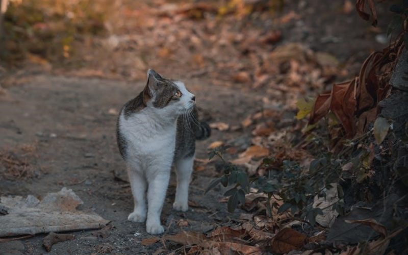 dr seuss cat in the hat pdf